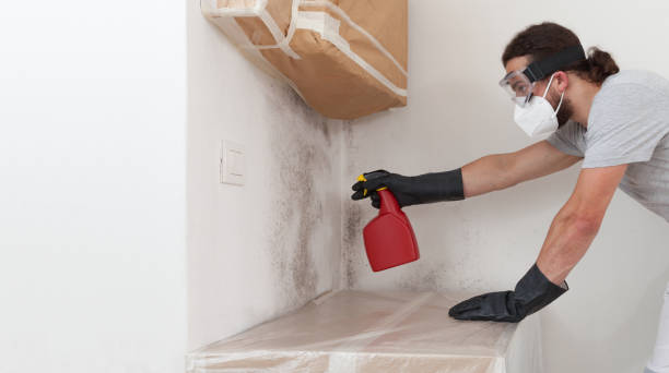 Professional Mold Cleanup technician working in Balm, FL